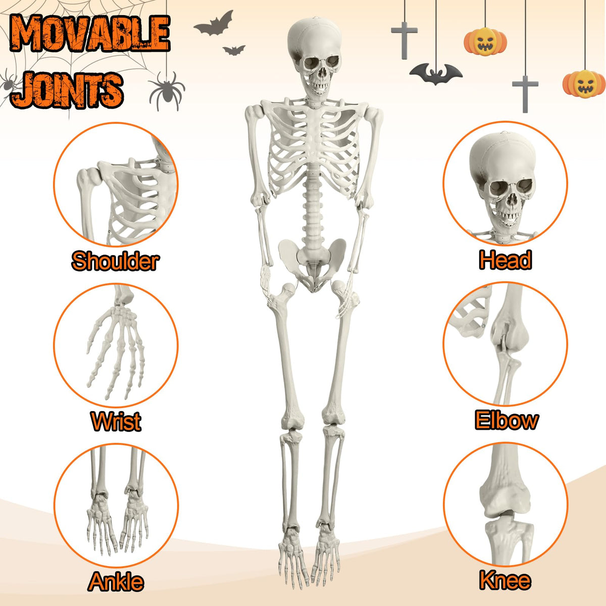 5.4FT Posable Life Size Skeleton J5601
