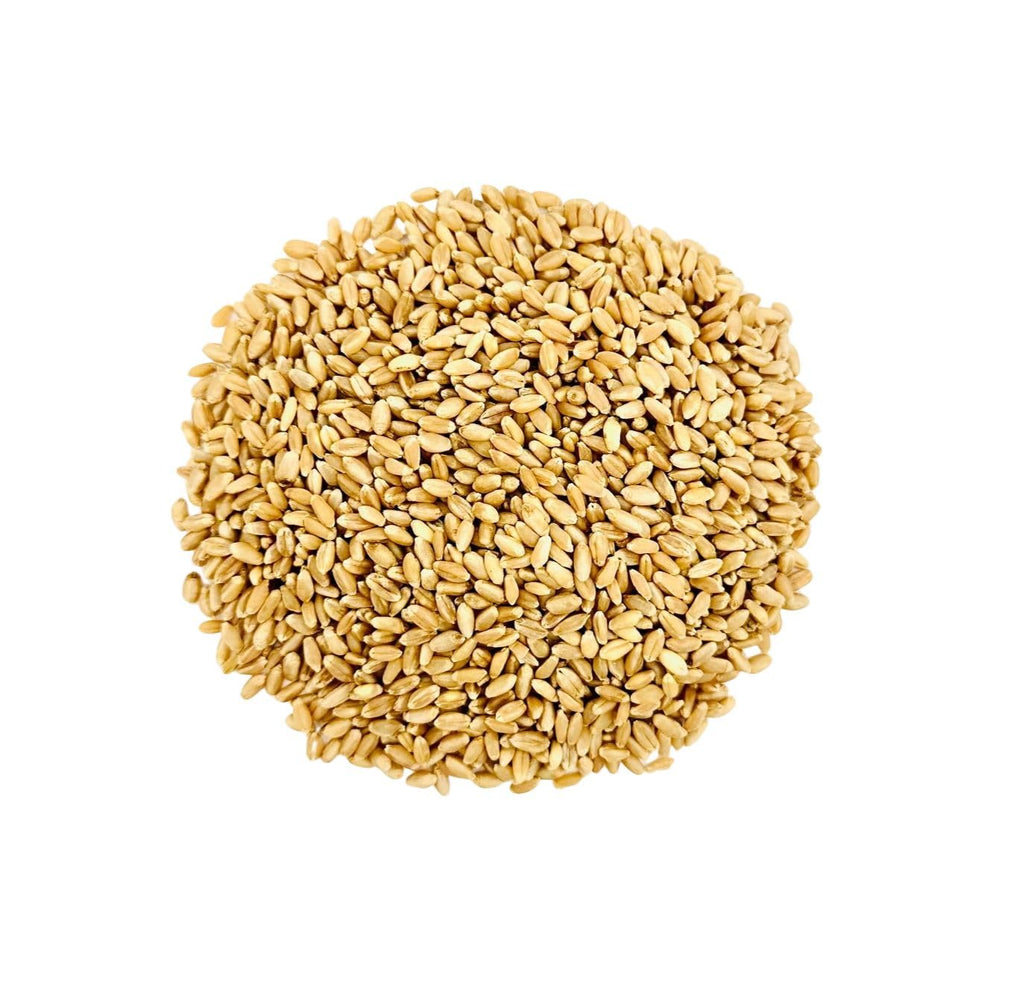 Hard White Wheat Berries 25 lb Bulk Non GMO Q8832