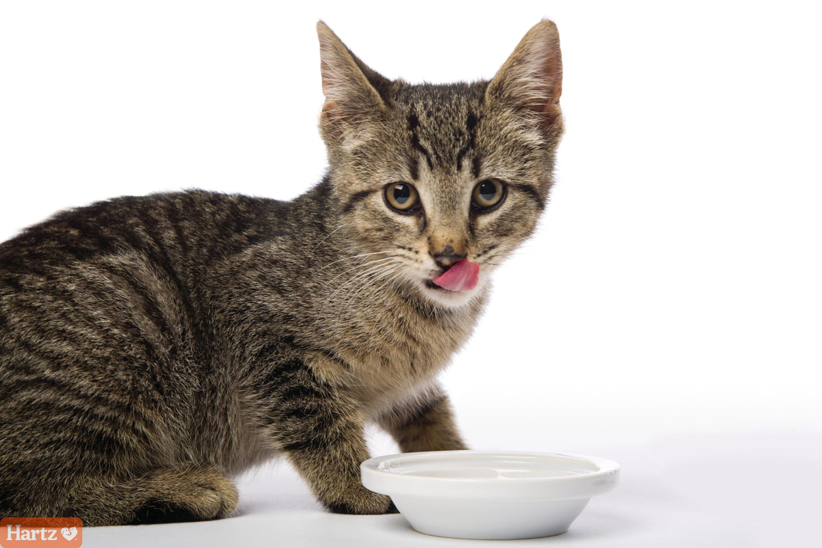 Salmon Flavored Hairball Remedy Paste for Cats and Kittens, 2.5 Ounce (Pack of 2) J832600