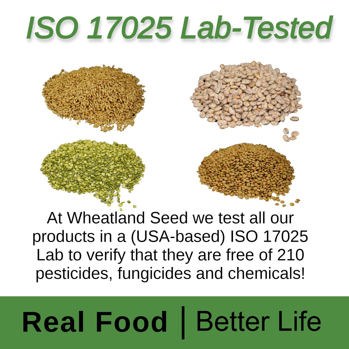 Hard White Wheat Berries 25 lb Bulk Non GMO Q8832